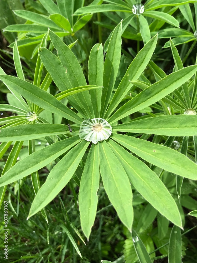 Plant saves the morning dew water Plant saves the morning dew water
