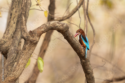 White-breasted Kingfisher perched on a tree at Tadoba Andahari Tiger Reserve, India photo