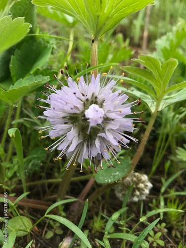 A strange flowing plant that grows near bogs and marshes 