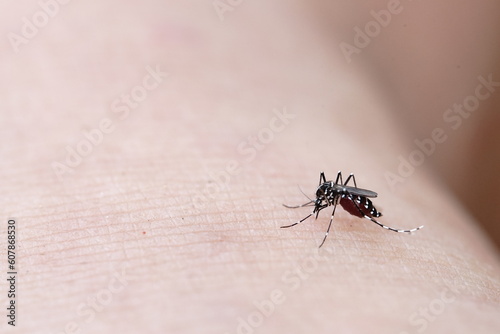 Aedes mosquitoes are feeding on blood.