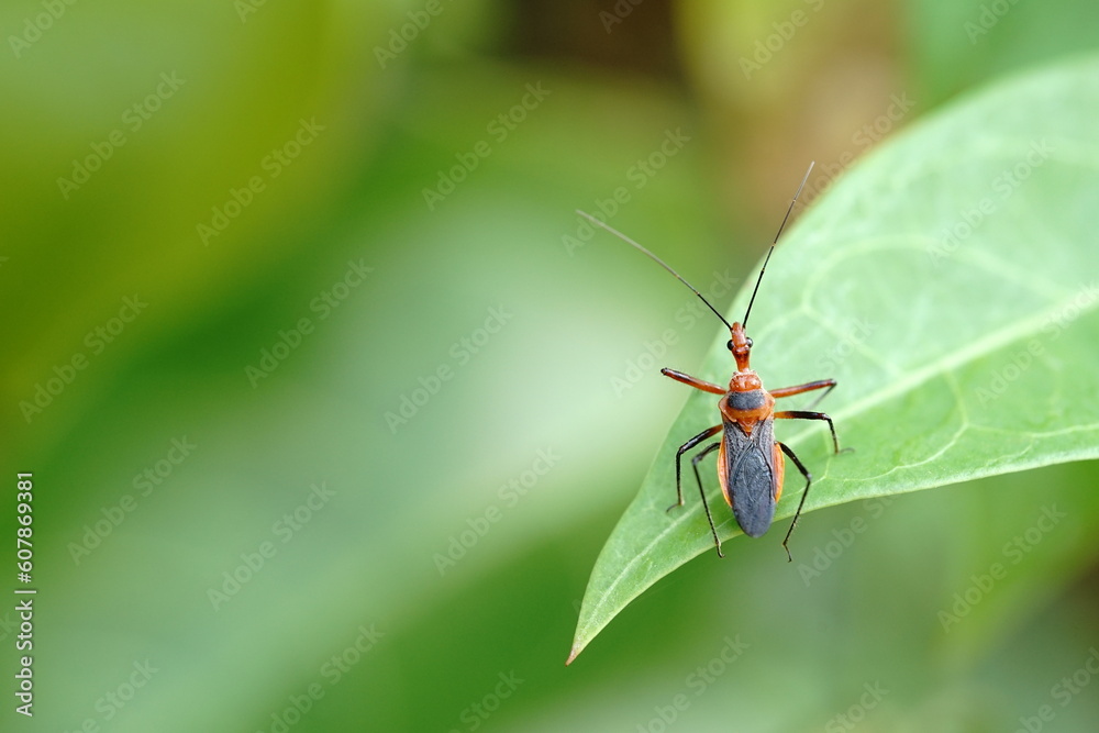 Sycanus collaris found in vegetable fields. Sycanus collaris found in vegetable fields.