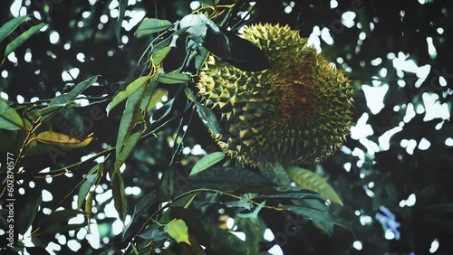 Durian 's plough on a branch photo