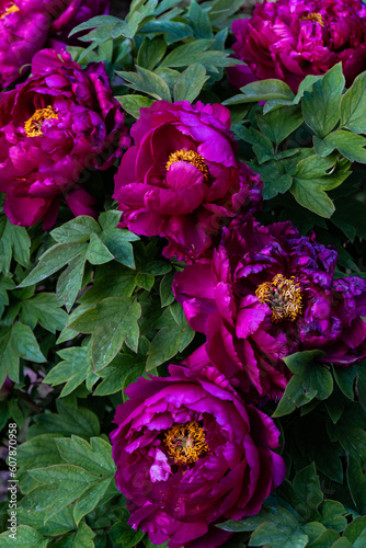 Fototapeta Naklejka Na Ścianę i Meble -  peonies purple flowers in the garden