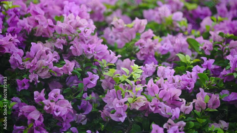 Background of tropical tree leaves and flowers swaying in the breeze with patterns forming from their shape and the way sunlight and shadow is falling on the flowers. Background of tropical tree leaves and flowers swaying in the breeze with patterns forming from their shape and the way sunlight and shadow is falling on the flowers.