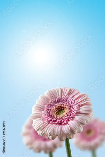 Close-up view of gerbera flowers on blue background with copy space. Romantic aesthetic natural concept