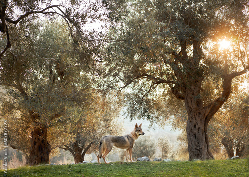 Czechoslovakian wolfdog in the olive grove. A beautiful dog that looks like a wolf in nature. Pet in the woods