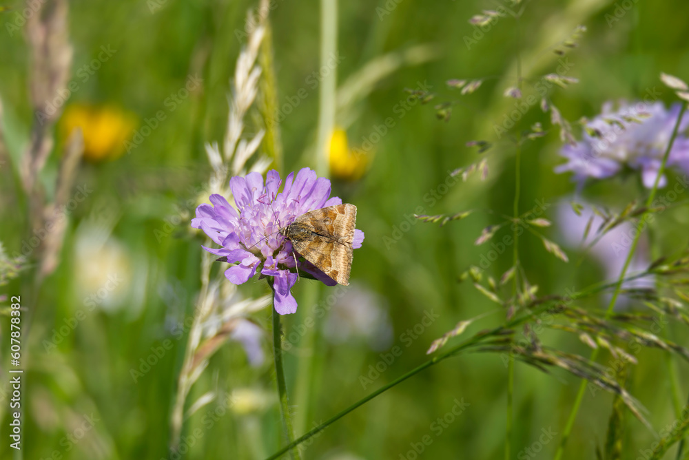 Burnet Companion (Euclidia glyphica) Moth sitting on a small scabious in Zurich, Switzerland Burnet Companion (Euclidia glyphica) Moth sitting on a small scabious in Zurich, Switzerland