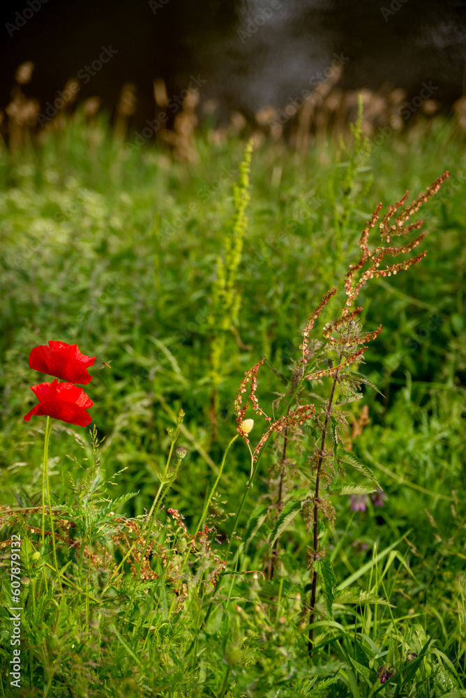 View over beautiful green and yellow meadow landscape and meadow field with red poppy flowers, Netherlands, Bergen op Zoom View over beautiful green and yellow meadow landscape and meadow field with red poppy flowers, Netherlands, Bergen op Zoom