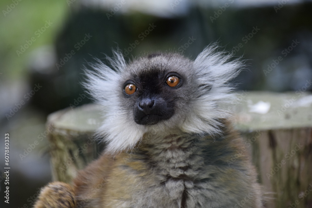 Fototapeta premium ring lemur