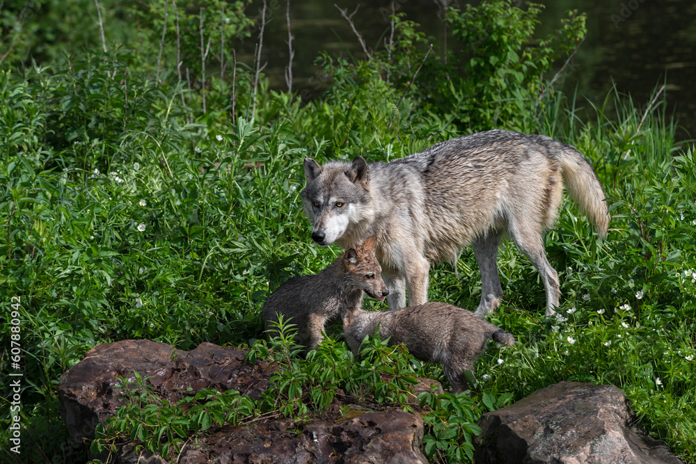 Grey Wolf Pups (Canis lupus) Stand Under Chin of Adult Summer Grey Wolf Pups (Canis lupus) Stand Under Chin of Adult Summer