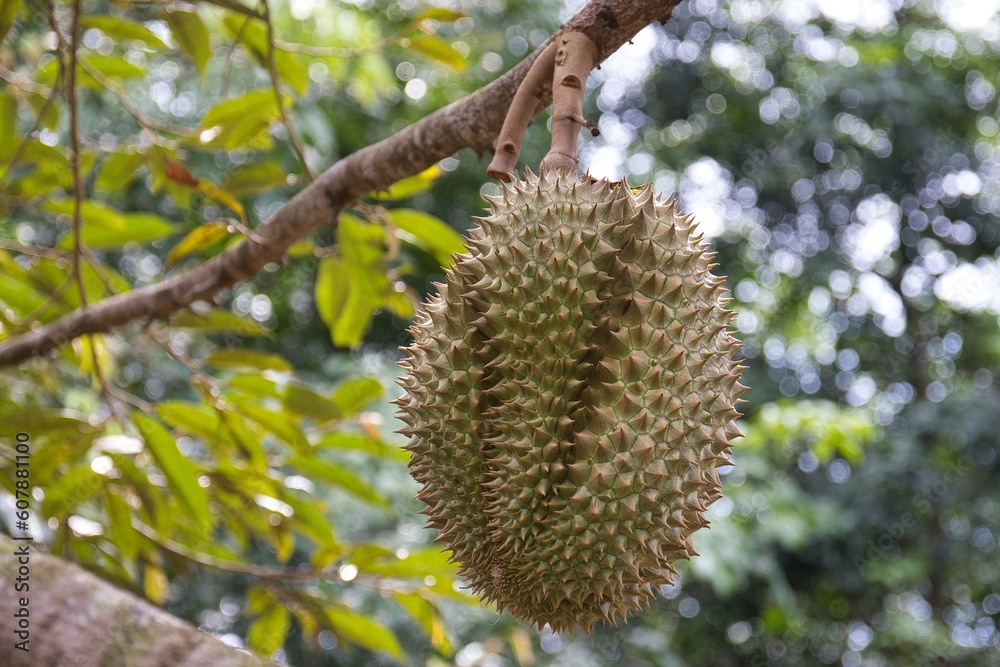 Fresh durian on tree in the garden ,Zoom close up , Tropical fruits of Asia Fresh durian on tree in the garden ,Zoom close up , Tropical fruits of Asia