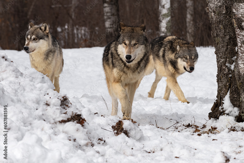 Naklejka premium Three Grey Wolves (Canis lupus) Run Through Birches Winter