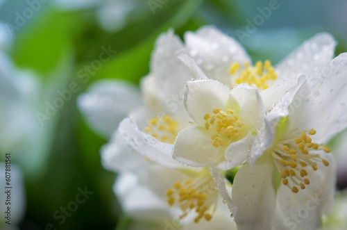 Beautiful Bouquet Fresh Jasmine Flowers
