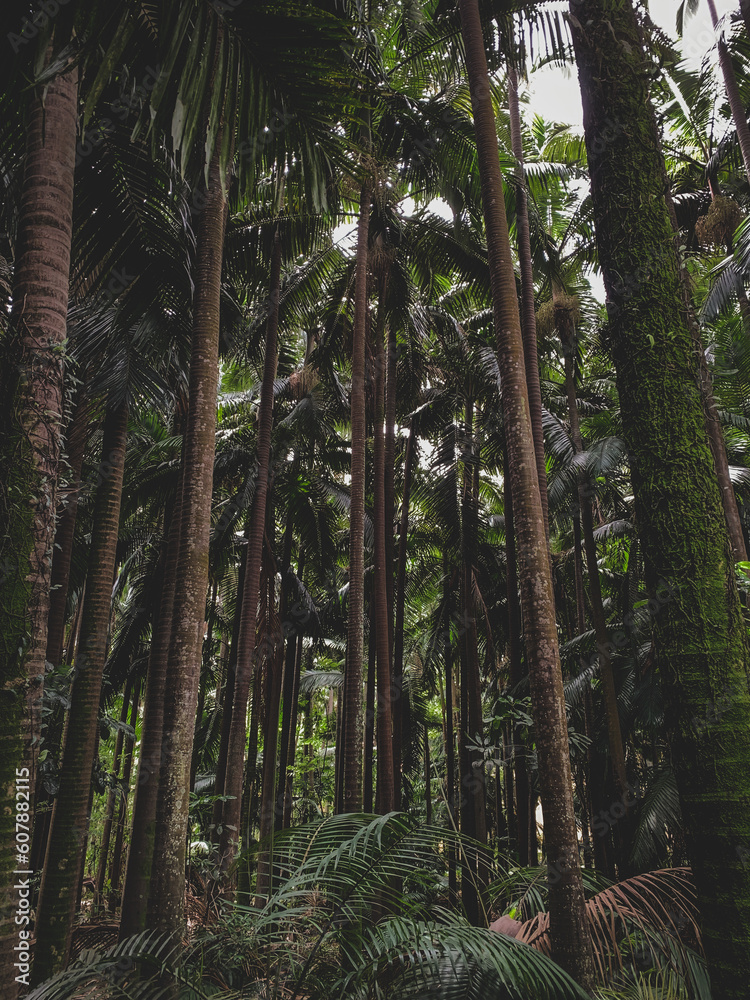 Fototapeta premium forest in the jungle