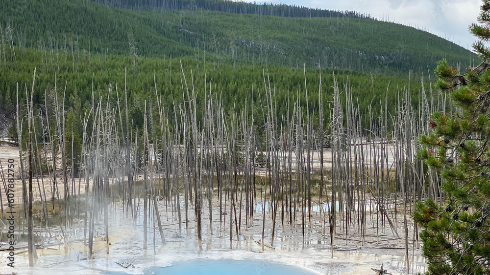Cistern Spring in Norris Geyser Basin in Yellowstone National Park Cistern Spring in Norris Geyser Basin in Yellowstone National Park