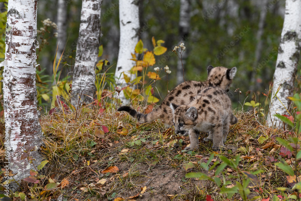 Obraz premium Cougar Kittens (Puma concolor) One Looking Down One Up Autumn
