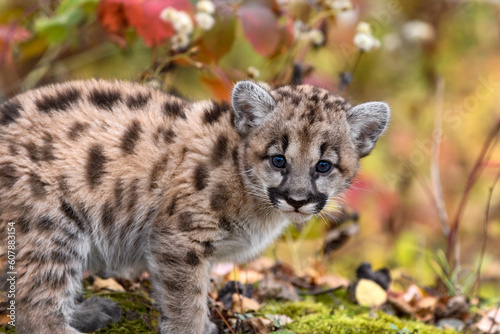 Cougar Kitten (Puma concolor) Looks Out Autumn © geoffkuchera