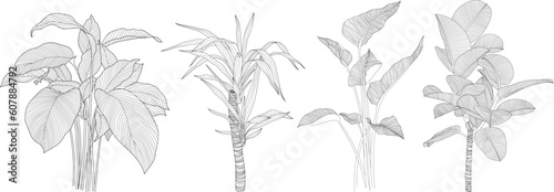 Leaves isolated on white collection. Tropical leaves set. Hand drawn abstract illustration.