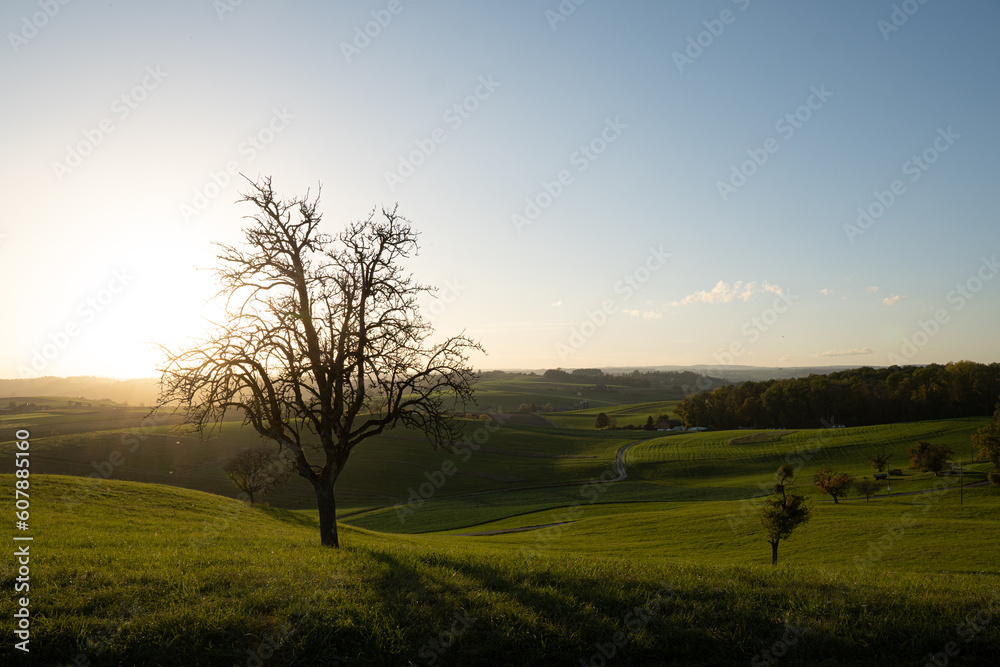 Baum Sonnenuntergang Landschaft Hügelig Baum Sonnenuntergang Landschaft Hügelig
