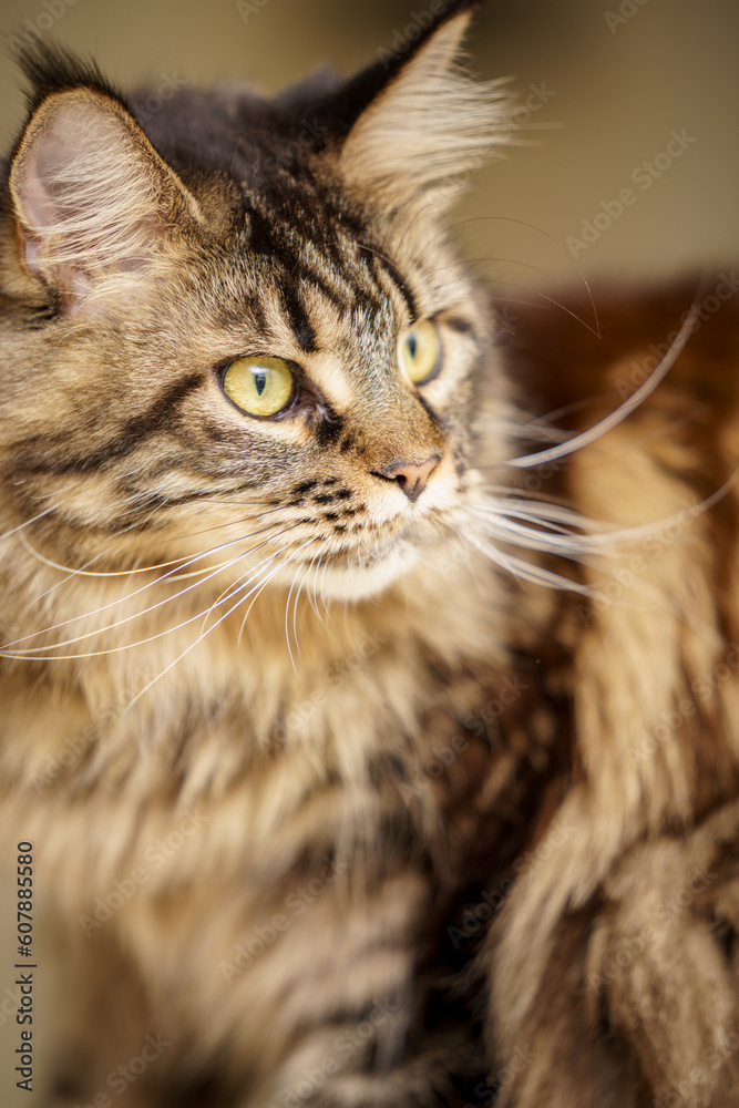 Naklejka premium Long hair Maine Coon photographed with flash