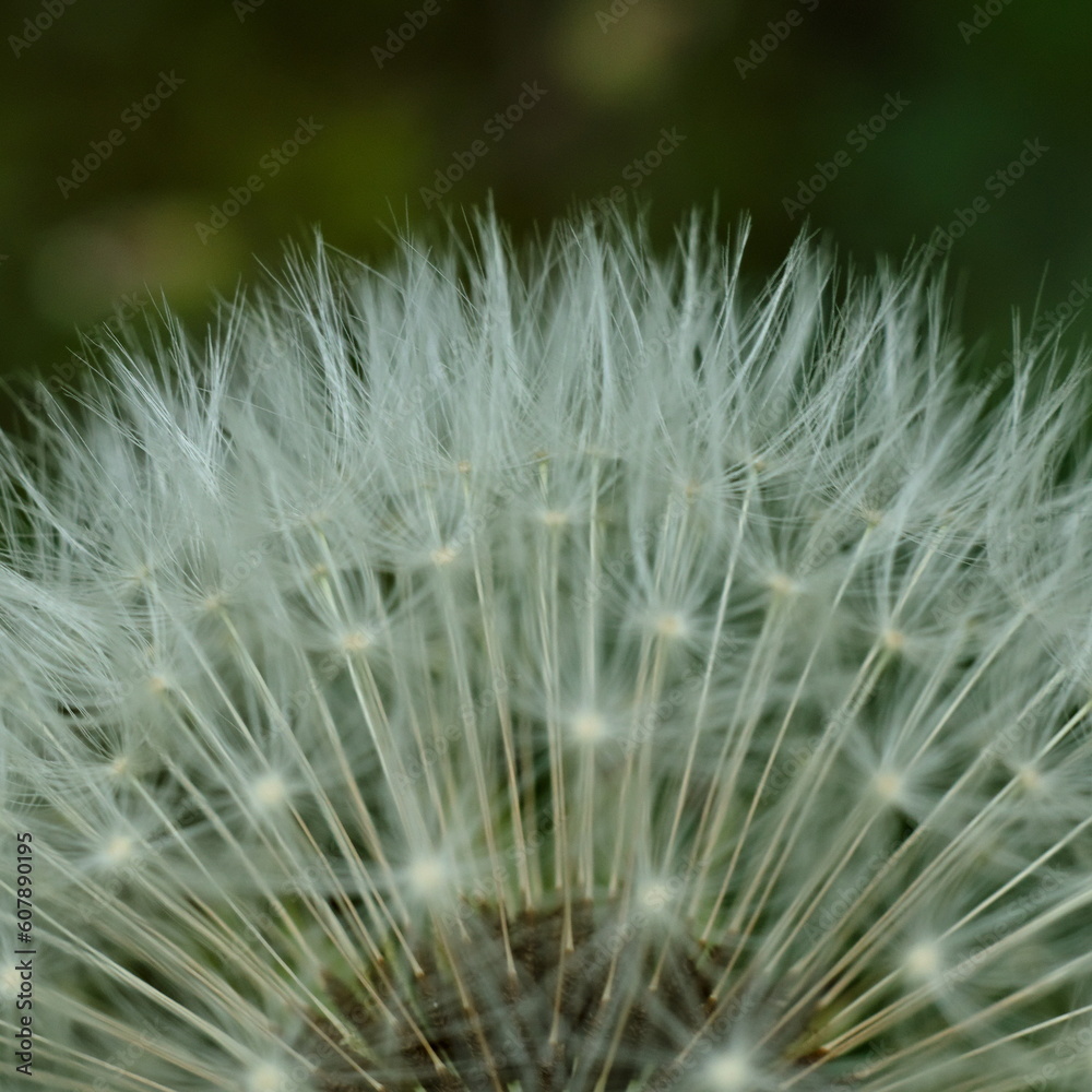 Obraz premium Dandelion