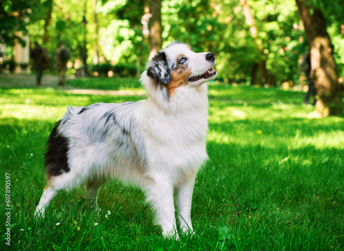 Australian Shepherd Aussie standing sideways in the green grass on the background of the park. The tricolor dog is 9 months old and looks up. The photo is blurred
