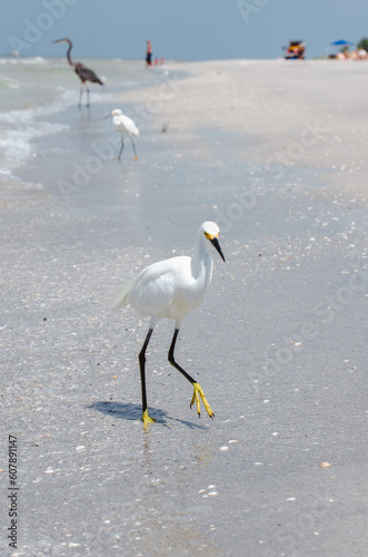 white heron on the beach