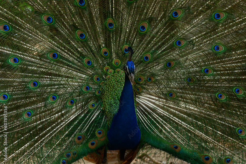 Fototapeta premium Male peacock show colorful tail.Beautiful bird walk time and show feather at the forest.Portrait of beautiful peacock with feathers out at the zoo.
