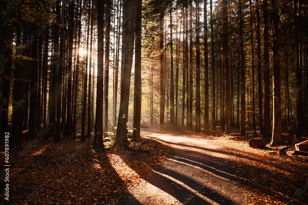 Obraz premium path in the forest