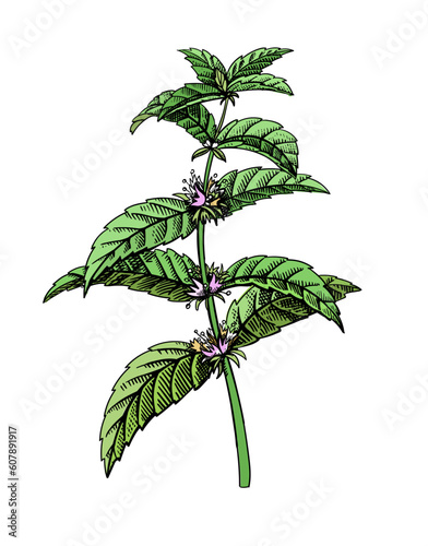 Mint engraving. Hand drawn color mint leaves Ink style illustration. Vector