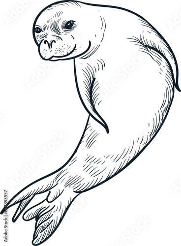Vintage hand drawn sketch Hawaiian monk seal photo