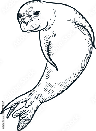 Vintage hand drawn sketch Hawaiian monk seal