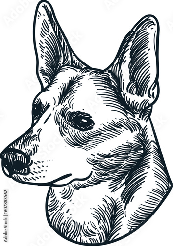 Vintage hand drawn sketch Carolina dog breed