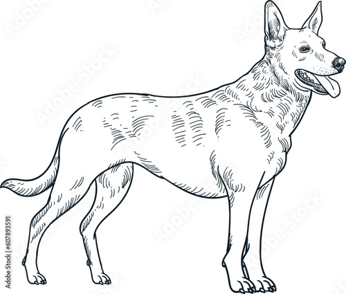 Vintage hand drawn sketch Carolina dog breed