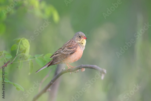 A male ortolan (Emberiza hortulana) in breeding plumage is shot close-up sitting on a branch against a beautiful blurred background