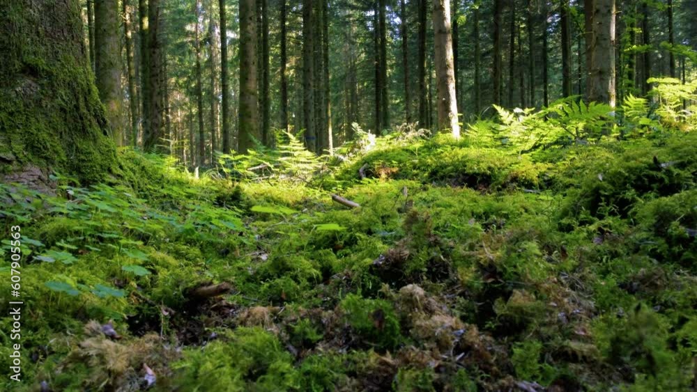 frisches moos, hellgrüne gräser und junges farnkraut überwachsen den waldboden im frühling, sonnenschein dringt durch die baumkronen, wind bewegt die blätter, statische und niedrige aufnahme zum boden