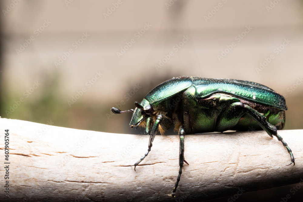 Naklejka premium bug on a leaf
