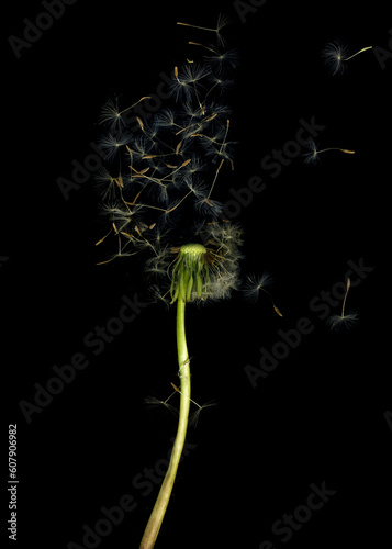 Фотография Wilted dandelions flower image. Flora on black background.