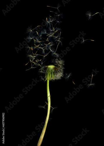 Wilted dandelions flower image. Flora on black background.  