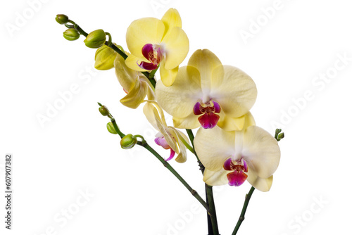 Yellow orchid isolated on white background.