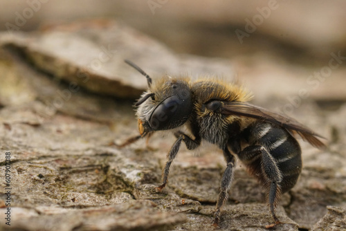 Detailed closeup on a small male Osmia melanogaster mason bee from the Mediterranean