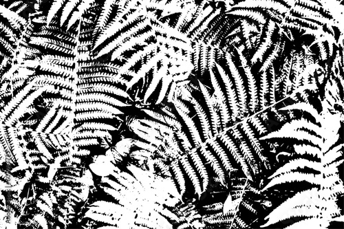 Fern texture