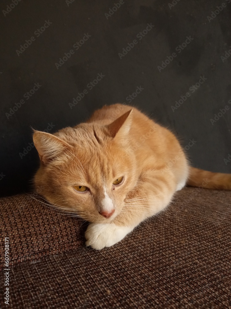 Portrait of a funny beautiful red cat