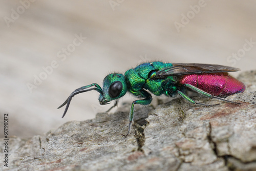 Colorful detailed closeup on a large juwel wasp, Chrysura refulgens, a parasite Fototapet