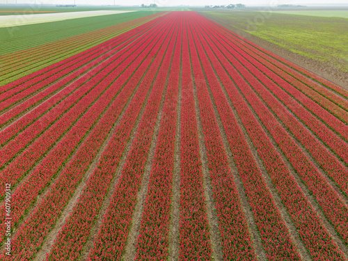 landscape aerial of many red tulips leading towards dutch farm houses in the distance on a rather foggy spring day