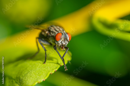 beautiful fly