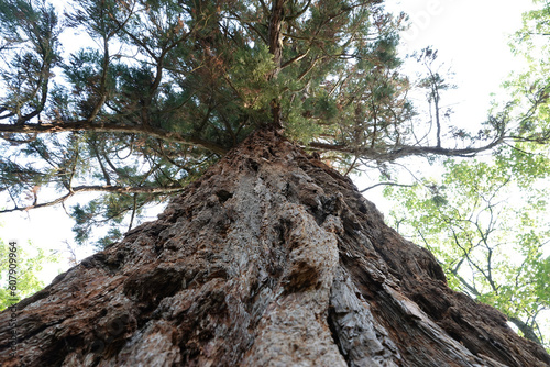 Close-up on a giant Sequoia , Sequoiadendron giganteum in Beaune, France photo