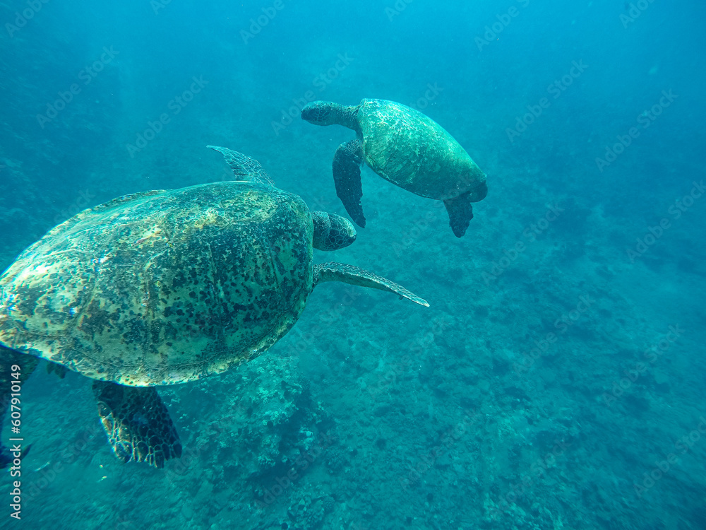 Underwater shot of two sea turtle in Hawaii Underwater shot of two sea turtle in Hawaii