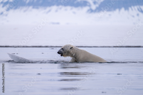 Polar bear  Ursus arctos  on ice in Svalbard