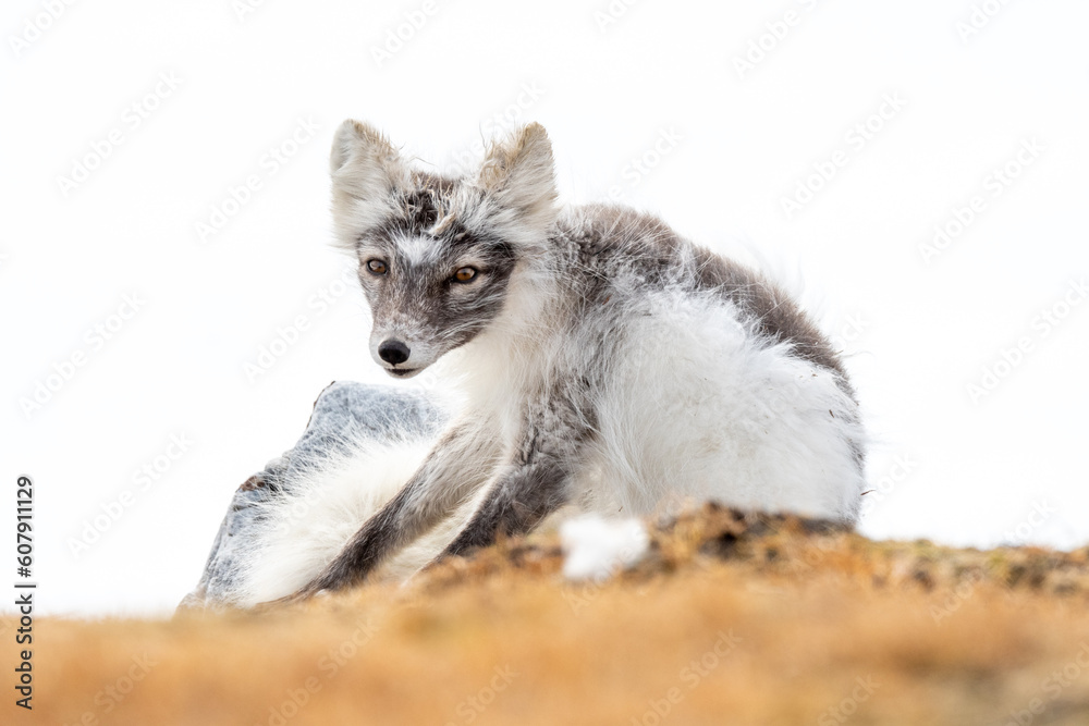 Obraz premium Arctic fox (Vulpes lagopus) photographed in Svalbard
